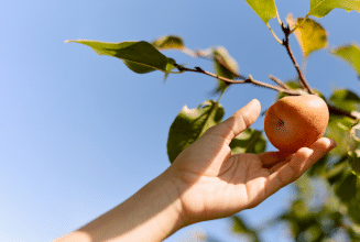 A hand reaching out to grab a fruit from a tree