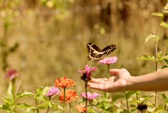Handing holding out for butterfly in a flower field