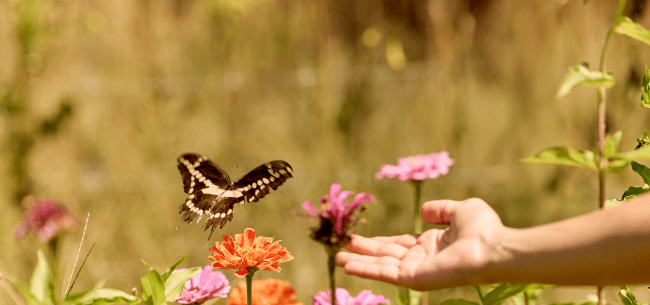 a person extending hand to a butterfly in a flower field